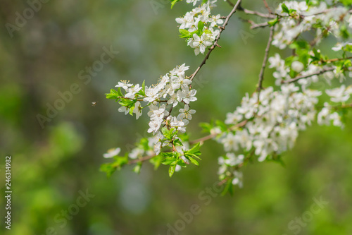 Blooming cherry tree close up. Spring foliage.