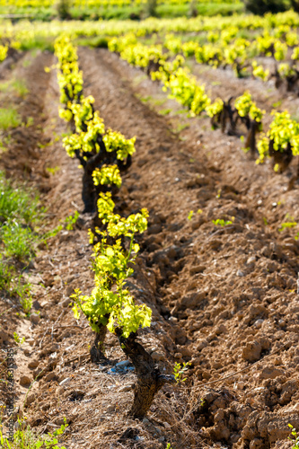 vineyards near Vinsobres, France