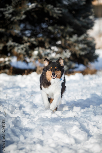 puppy dog breed border collie © Даша Швецова