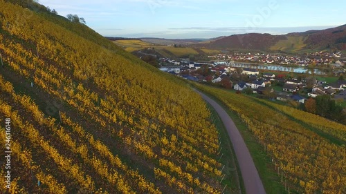 Vineyards in autumn, Ayler Kupp, Ayl, Saar Valley, Rhineland-Palatinate, Germany, Europe photo