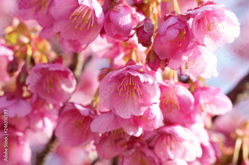 Sakura Cherryblossom   Izu Toi  Shizuoka  Japan