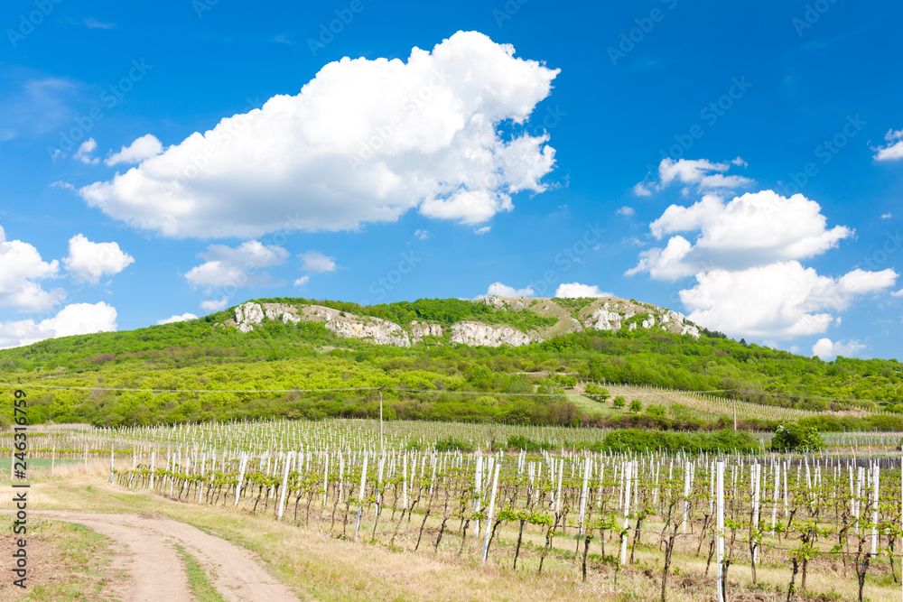 vineyards under Palava, Moravia region, Czech Republic