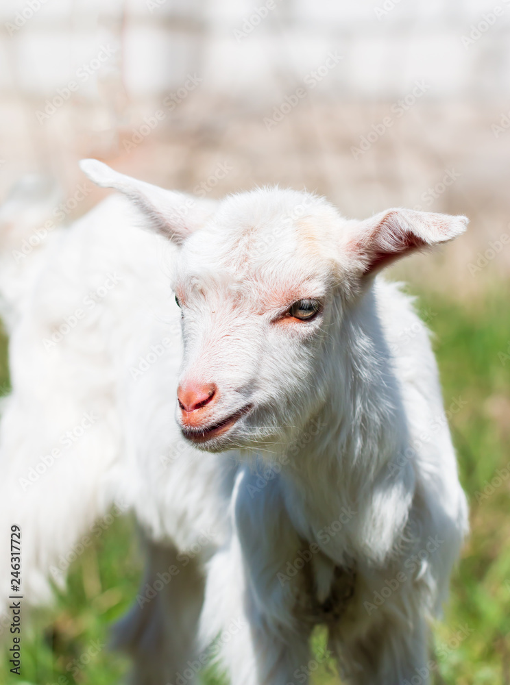 little goat on the grass