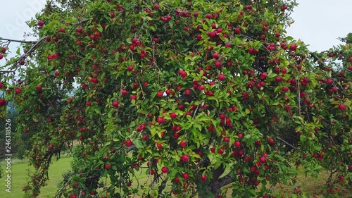 Aerial view of apple trees, Saargau, Rhineland-Palatinate, Germany, Europe photo