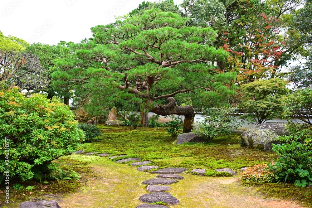 立派な松のある日本庭園