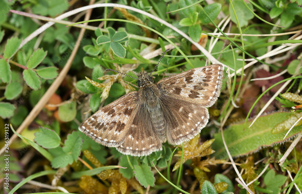 Naklejka premium A pretty Dingy Skipper Butterfly (Erynnis tages) perched on a plant with its wings open. 