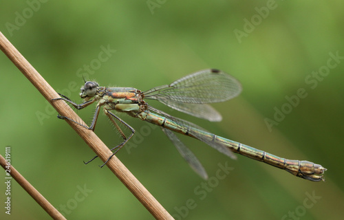 A beautiful female Emerald Damselfly  Lestes sponsa  perched on the stem of a reed. 