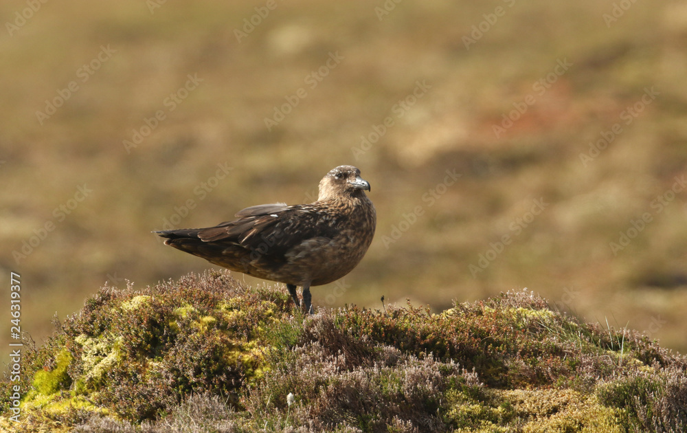 Obraz premium A rare Great Skua (Catharacta skua) standing on top of a hillside on the Orkney Island of Hoy, Scotland. 