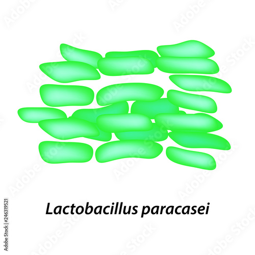 lactobacillus. Probiotic. Lactobacillus paracasei. Infographics. Vector illustration on isolated background.