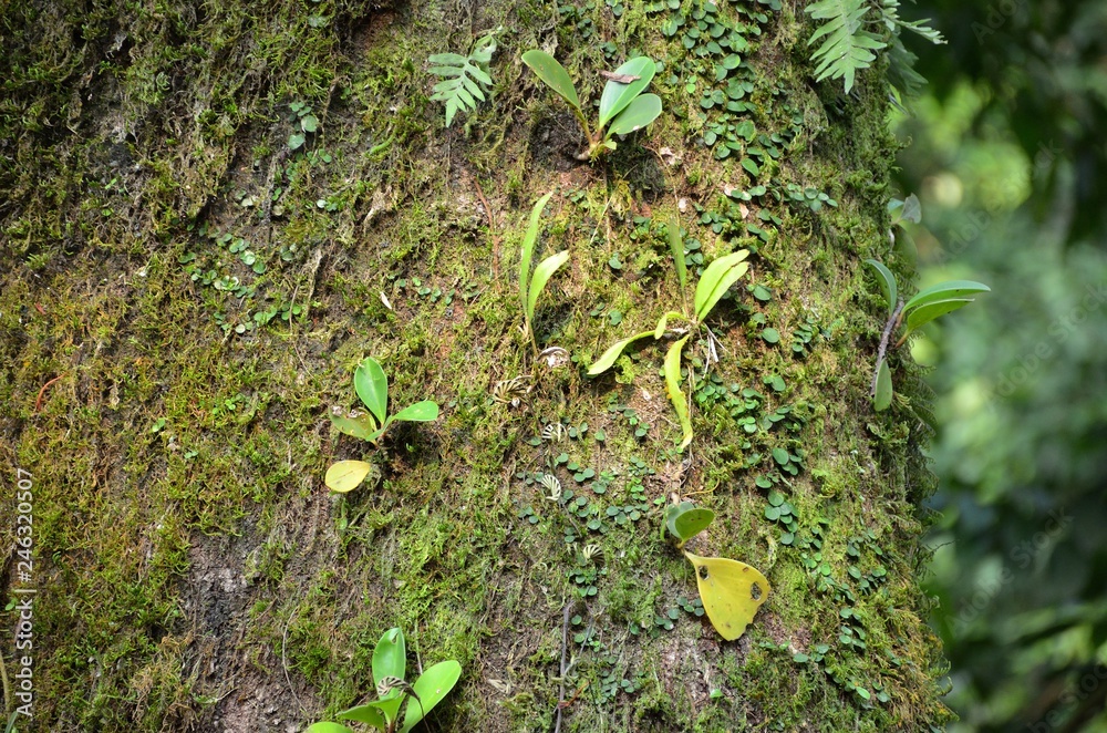 Fototapeta premium Mexico Jungle Landscape in Chiapas