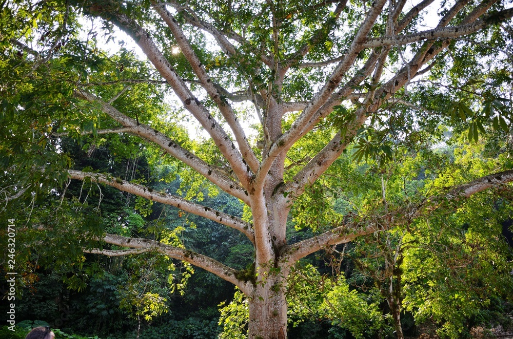 Fototapeta premium Mexico Jungle Landscape in Chiapas