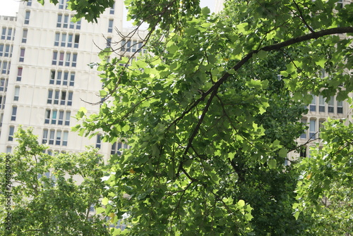arbre dans la ville