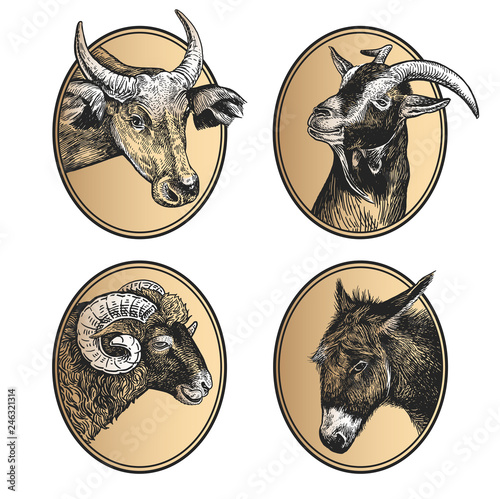 Set of icons. Farm animals cow, ram, goat, and donkey.