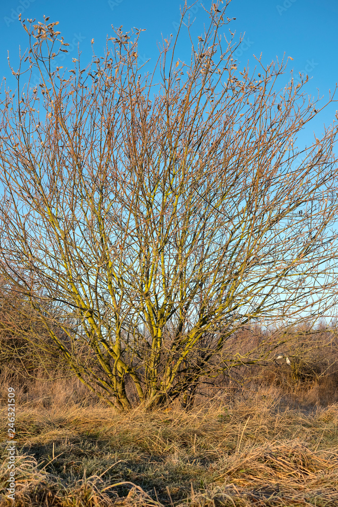 Bare winter tree against a clear blue sky