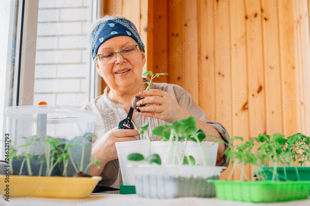 Senior female gardener planting seedlings. Mature woman in glasses caring for sprouts