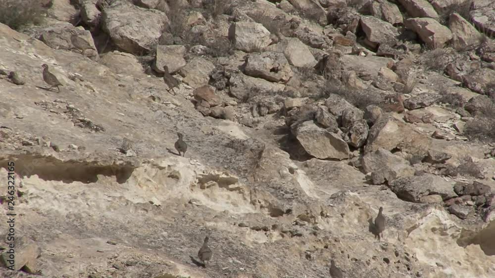 Kazakhstan. Mangistau. Ustyurt Plateau. Birds. Kazakhstan. Mangistau. Ustyurt Plateau. Birds.