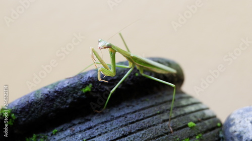 the praying grasshopper on a mossy black stone