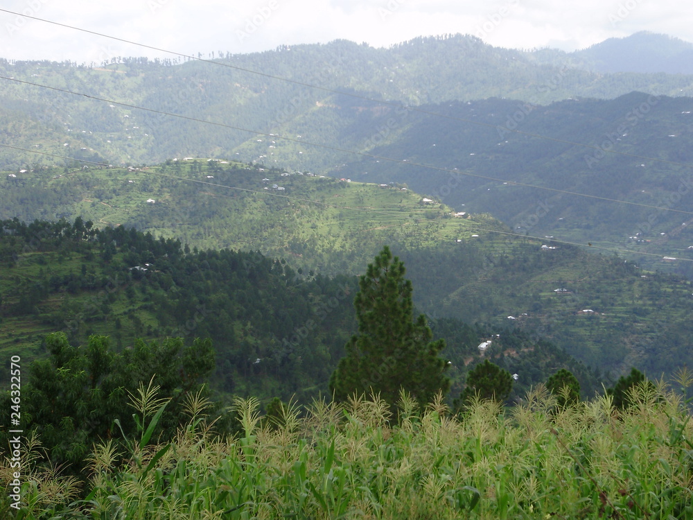 Obraz premium OLYMPUS DIGITAL CAMERA