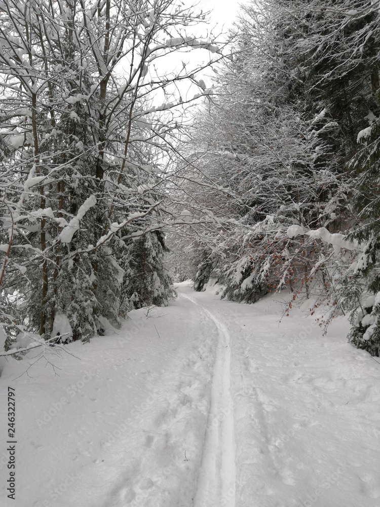 Obraz premium Winter nature