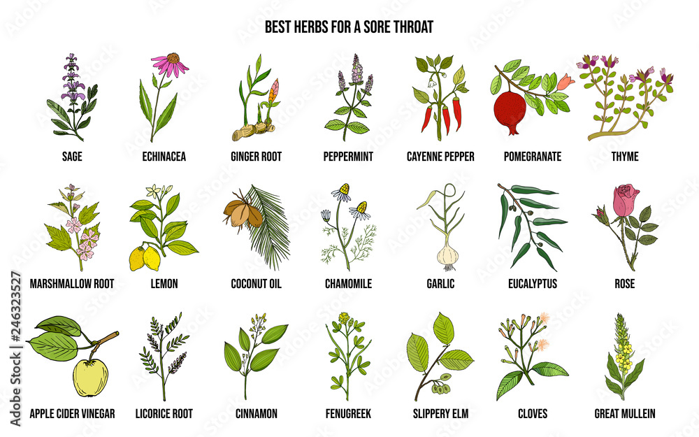 Obraz premium Best herbs for a sore throat