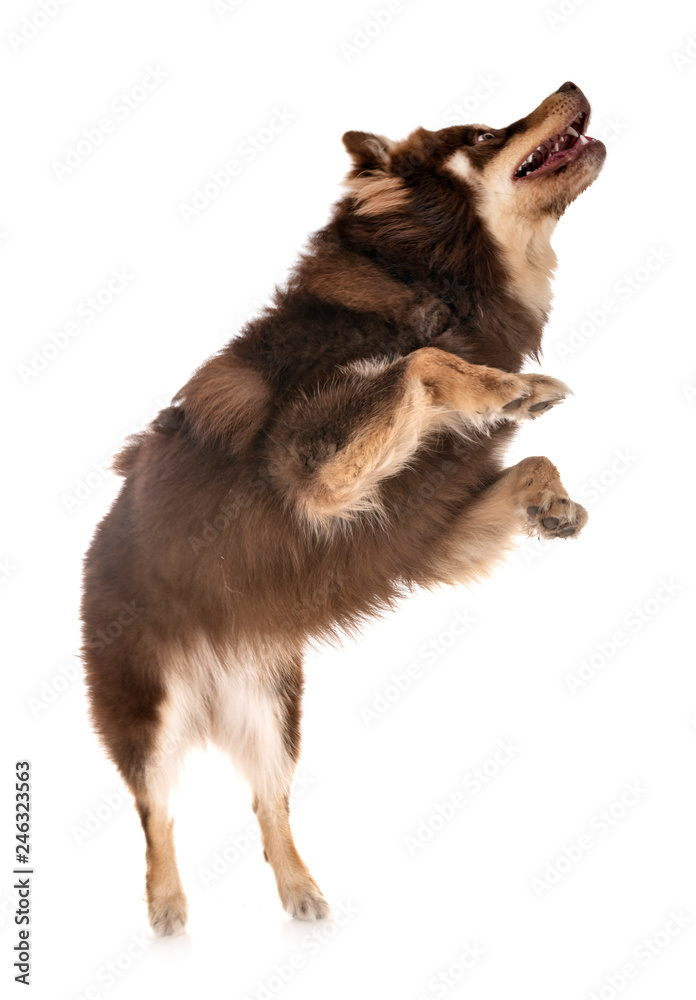Fototapeta premium Finnish Lapphund in studio