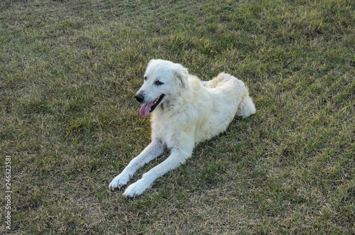 Beautiful white dog lying on the grass