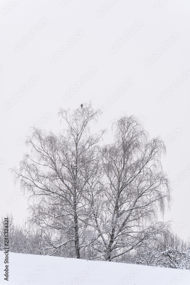 Fototapeta premium Winter Switzerland fairytale chapel on hill 