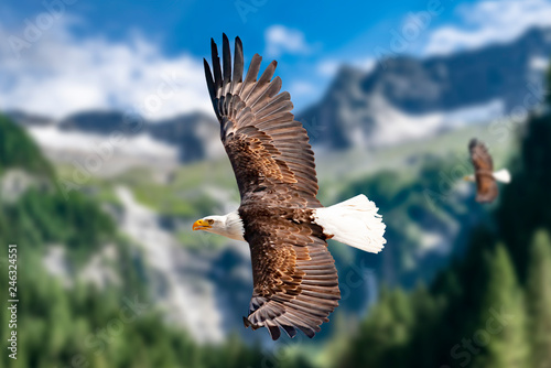 Zwei Weißkopfseeadler fliegen in großer Höhe am Himmel und suchen Beute. Es sind Wolken am Himmel aber es herrscht klare Sicht bei strahlender Sonne. photo