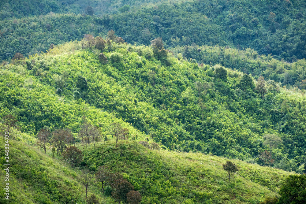 Close-up landscape rainforest at national park