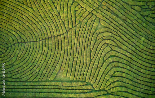 Aerial view shot from drone of green tea plantation, Top view aerial photo from flying drone of a tea plantation