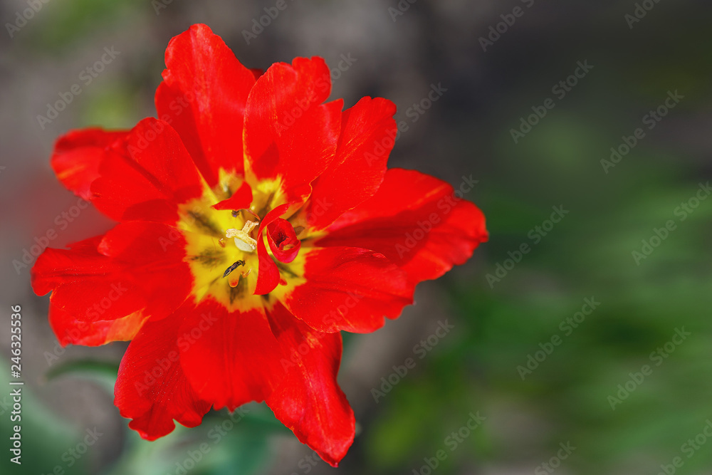 beautiful red Tulip closeup on blurred background. beautiful red Tulip closeup on blurred background.