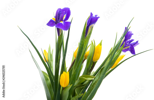 bouquet of iris and tulips