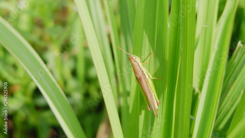 grasshopper on green leaves