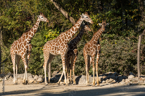 Giraffe - Giraffa camelopardalis