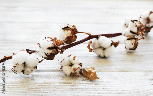 white cotton flowers