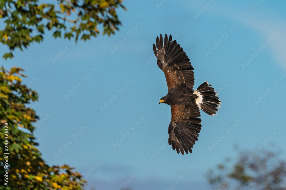 Fototapeta premium Wüstenbussard - Parabuteo unicinctus