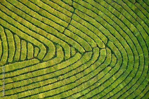 Aerial view shot from drone of green tea plantation, Top view aerial photo from flying drone of a tea plantation