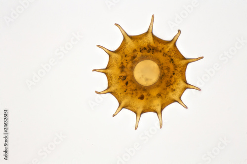 Photography Testate Amoeba