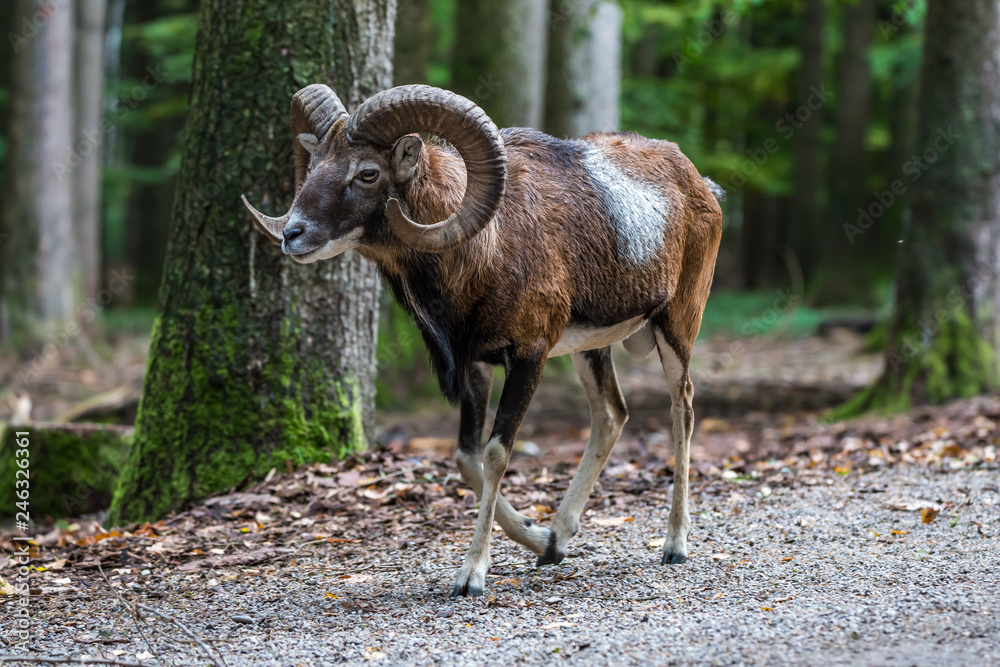 Europäischer Mufflon - Ovis gmelini musimon Europäischer Mufflon - Ovis gmelini musimon