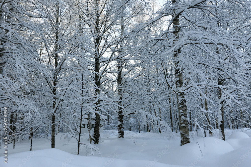 Fairy snowy landscape of the forest. Winter in the wild North. 