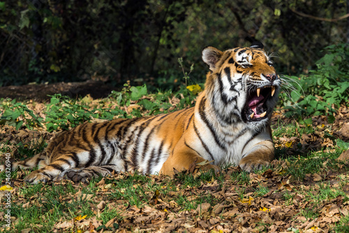 Tiger - Panthera tigris