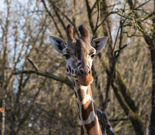 Giraffe - Giraffa camelopardalis photo