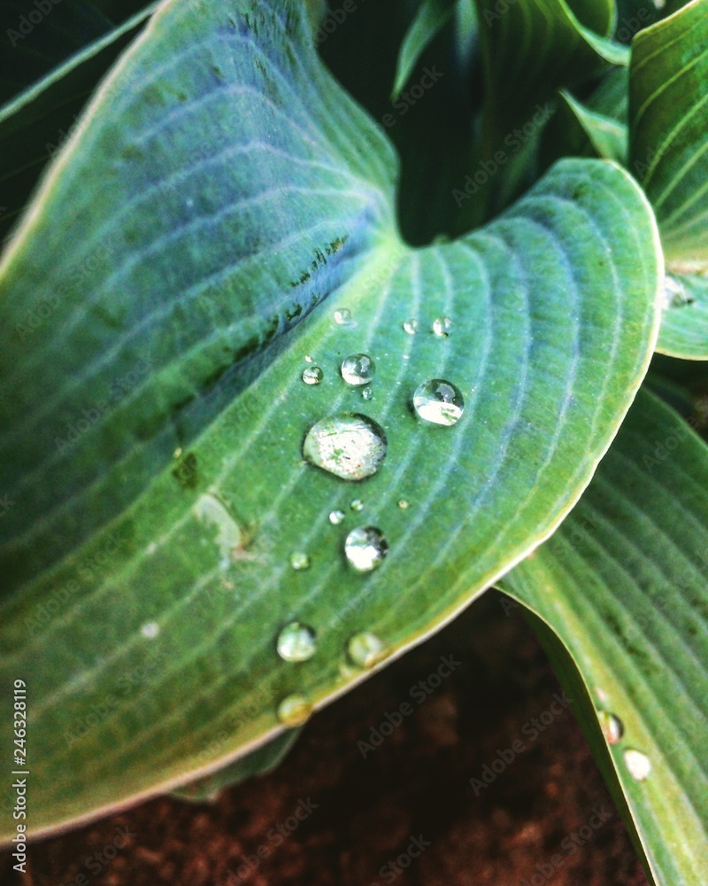green leaf with drops of water - obrazy, fototapety, plakaty 