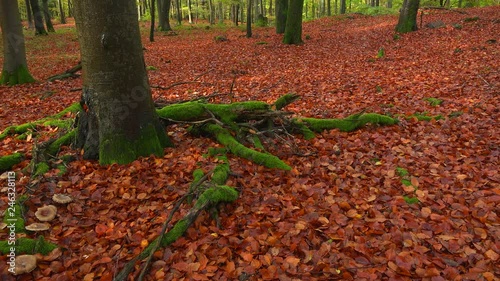 Wild mushrooms in autumn forest, Freudenburg, Rhineland-Palatinate, Germany, Europe photo