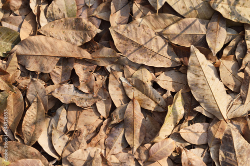 The leaves turn brown and fall on the ground, Background and texture from dry leaf of Rubber tree