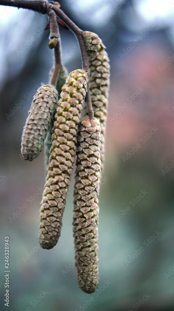 catkins in spring catkins in spring