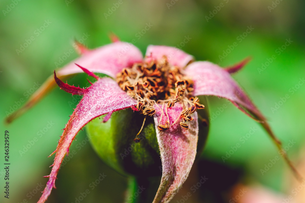 Flower blooming Flower blooming