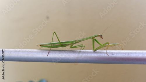 exotic praying grasshoppers