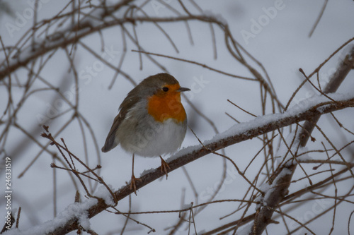 Robin in the snow