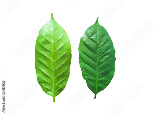 The leaves of the coffee tree  which is an economic plant on a white background